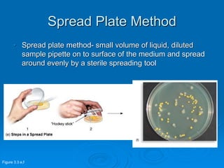 Spread Plate Method
• Spread plate method- small volume of liquid, diluted
sample pipette on to surface of the medium and spread
around evenly by a sterile spreading tool
Figure 3.3 e,f
 