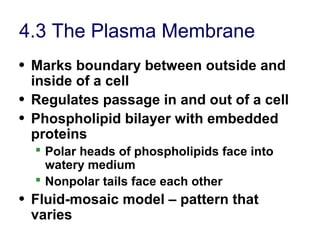 4.3 The Plasma Membrane
• Marks boundary between outside and
inside of a cell
• Regulates passage in and out of a cell
• Phospholipid bilayer with embedded
proteins
 Polar heads of phospholipids face into
watery medium
 Nonpolar tails face each other
• Fluid-mosaic model – pattern that
varies
 