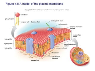 Figure 4.5 A model of the plasma membrane
Copyright © The McGraw-Hill Companies, Inc. Permission required for reproduction or display.
carbohydrate chain
glycoprotein
cholesterol
hydrophobic
phospholipid
hydrophilic
hydrophilic
polar head
nonpolar tail Outside of cell
Inside of cell
external membrane
surface
cytoskeleton
filaments
protein molecule
phospholipid
bilayer
internal membrane
surface
 