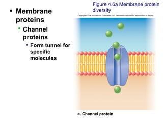 • Membrane
proteins
 Channel
proteins
• Form tunnel for
specific
molecules
Figure 4.6a Membrane protein
diversity
Copyright © The McGraw-Hill Companies, Inc. Permission required for reproduction or display.
a. Channel protein
 