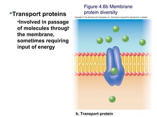 Transport proteins
•Involved in passage
of molecules through
the membrane,
sometimes requiring
input of energy
Figure 4.6b Membrane
protein diversity
Copyright © The McGraw-Hill Companies, Inc. Permission required for reproduction or display.
b. Transport protein
 