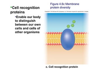 Cell recognition
proteins
•Enable our body
to distinguish
between our own
cells and cells of
other organisms
Figure 4.6c Membrane
protein diversity
Copyright © The McGraw-Hill Companies, Inc. Permission required for reproduction or display.
c. Cell recognition protein
 