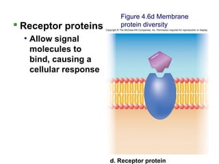  Receptor proteins
• Allow signal
molecules to
bind, causing a
cellular response
Figure 4.6d Membrane
protein diversity
Copyright © The McGraw-Hill Companies, Inc. Permission required for reproduction or display.
d. Receptor protein
 