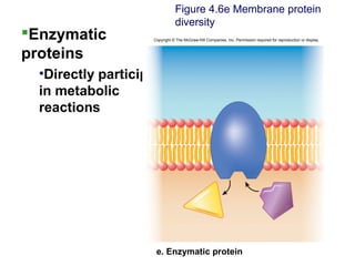 Enzymatic
proteins
•Directly participate
in metabolic
reactions
Figure 4.6e Membrane protein
diversity
Copyright © The McGraw-Hill Companies, Inc. Permission required for reproduction or display.
e. Enzymatic protein
 