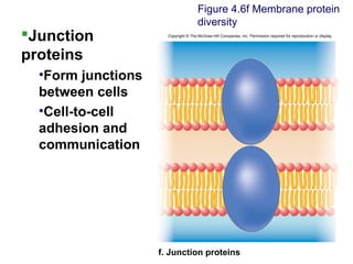 Junction
proteins
•Form junctions
between cells
•Cell-to-cell
adhesion and
communication
Figure 4.6f Membrane protein
diversity
f. Junction proteins
Copyright © The McGraw-Hill Companies, Inc. Permission required for reproduction or display.
 
