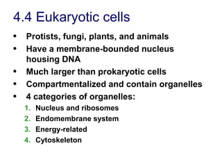 4.4 Eukaryotic cells
• Protists, fungi, plants, and animals
• Have a membrane-bounded nucleus
housing DNA
• Much larger than prokaryotic cells
• Compartmentalized and contain organelles
• 4 categories of organelles:
1. Nucleus and ribosomes
2. Endomembrane system
3. Energy-related
4. Cytoskeleton
 