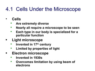4.1 Cells Under the Microscope
• Cells
 Are extremely diverse
 Nearly all require a microscope to be seen
 Each type in our body is specialized for a
particular function
• Light microscope
 Invented in 17th
century
 Limited by properties of light
• Electron microscope
 Invented in 1930s
 Overcomes limitation by using beam of
electrons
 