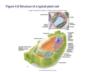 Figure 4.8 Structure of a typical plant cell
Copyright © The McGraw-Hill Companies, Inc. Permission required for reproduction or display.
mitochondrion
chloroplast
central vacuole
rough ER
smooth ERcell wall
plasma membrane
Golgi apparatus
cytoplasm
cell wall of adjacent cell
cytoskeleton:
filaments
microtubule
chromatin
nucleolus
nucleus:centrosome
mitochondrion
nucleus
chloroplast
a. × 7,700
cell wall
central
vacuole
ribosome
(in cytoplasm)
ribosome
(attached to
rough ER)
nuclear
envelope
nuclear
pore
plasma
membrane
b.
(a): © Newcomb/Wergin/Biological Photo Service
 