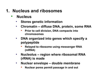 1. Nucleus and ribosomes
 Nucleus
• Stores genetic information
• Chromatin – diffuse DNA, protein, some RNA
 Prior to cell division, DNA compacts into
chromosomes
• DNA organized into genes which specify a
polypeptide
 Relayed to ribosome using messenger RNA
(mRNA)
• Nucleolus – region where ribosomal RNA
(rRNA) is made
• Nuclear envelope – double membrane
 Nuclear pores permit passage in and out
 
