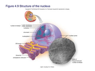 Figure 4.9 Structure of the nucleus
Copyright © The McGraw-Hill Companies, Inc. Permission required for reproduction or display.
nuclear pores
SEM of
freeze-fractured
nuclear envelope
ER lumen
nucleoplasm
chromatin
nucleolus
nuclear envelope
outer membrane
inner membrane
(right): Courtesy E.G. Pollock
endoplasmic reticulum
ribosome
 