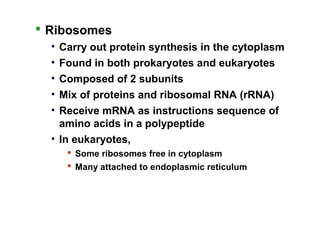  Ribosomes
• Carry out protein synthesis in the cytoplasm
• Found in both prokaryotes and eukaryotes
• Composed of 2 subunits
• Mix of proteins and ribosomal RNA (rRNA)
• Receive mRNA as instructions sequence of
amino acids in a polypeptide
• In eukaryotes,
 Some ribosomes free in cytoplasm
 Many attached to endoplasmic reticulum
 