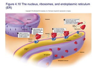 Figure 4.10 The nucleus, ribosomes, and endoplasmic reticulum
(ER)
Copyright © The McGraw-Hill Companies, Inc. Permission required for reproduction or display.
receptor
ribosome
Cytoplasm
nuclear pore
ribosome
Nucleus
ribosome
ER membrane
Endoplasmic reticulum
large subunit
1
2 3
4
DNA
mRNA
mRNA is produced in
the nucleus but moves
through a nuclear pore
into the cytoplasm.
In the cytoplasm, the
mRNA and ribosomal
subunits join, and
polypeptide synthesis
begins.
lumen of
the ER
If a ribosome attaches
to a receptor on the ER,
the polypeptide enters
the lumen of the ER.
At termination, the polypeptide
becomes a protein. The
ribosomal subunits disengage,
and the mRNA is released.
polypeptide
protein
small
subunit
 