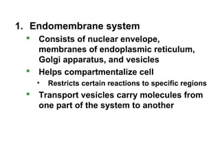 1. Endomembrane system
 Consists of nuclear envelope,
membranes of endoplasmic reticulum,
Golgi apparatus, and vesicles
 Helps compartmentalize cell
• Restricts certain reactions to specific regions
 Transport vesicles carry molecules from
one part of the system to another
 