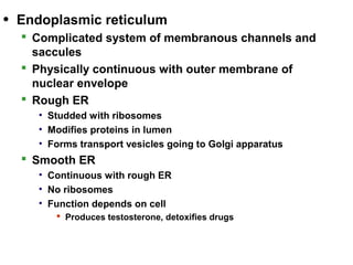 • Endoplasmic reticulum
 Complicated system of membranous channels and
saccules
 Physically continuous with outer membrane of
nuclear envelope
 Rough ER
• Studded with ribosomes
• Modifies proteins in lumen
• Forms transport vesicles going to Golgi apparatus
 Smooth ER
• Continuous with rough ER
• No ribosomes
• Function depends on cell
 Produces testosterone, detoxifies drugs
 