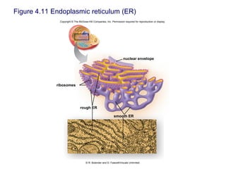 Figure 4.11 Endoplasmic reticulum (ER)
Copyright © The McGraw-Hill Companies, Inc. Permission required for reproduction or display.
rough ER
ribosomes
smooth ER
nuclear envelope
© R. Bolender and D. Fawcett/Visuals Unlimited
 
