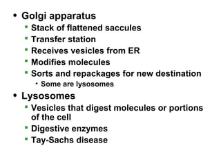 • Golgi apparatus
 Stack of flattened saccules
 Transfer station
 Receives vesicles from ER
 Modifies molecules
 Sorts and repackages for new destination
• Some are lysosomes
• Lysosomes
 Vesicles that digest molecules or portions
of the cell
 Digestive enzymes
 Tay-Sachs disease
 