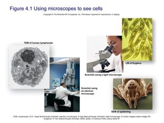 Figure 4.1 Using microscopes to see cells
Copyright © The McGraw-Hill Companies, Inc. Permission required for reproduction or display.
LM of Euglena
SEM of spiderling
Scientist using a light microscope.
Scientist using
an electron
microscope.
TEM of human lymphocyte
(TEM, lymphocyte): © Dr. Gopal Murti/Visuals Unlimited; (electron microscope): © Inga Spence/Visuals Unlimited; (light microscope): © Corbis Images/Jupiter Images RF;
(Euglena): © Tom Adams/Visuals Unlimited; (SEM, spider): © Science Photo Library.Getty RF
 