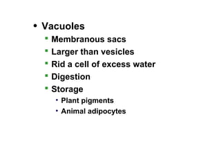 • Vacuoles
 Membranous sacs
 Larger than vesicles
 Rid a cell of excess water
 Digestion
 Storage
• Plant pigments
• Animal adipocytes
 
