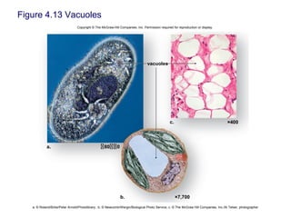 Figure 4.13 Vacuoles
Copyright © The McGraw-Hill Companies, Inc. Permission required for reproduction or display.
a.
b.
c.
×7,700
×400
vacuoles
80 0
a: © Roland/Birke/Peter Arnold/Photolibrary; b: © Newcomb/Wergin/Biological Photo Service; c: © The McGraw Hill Companies, Inc./Al Telser, photographer
 