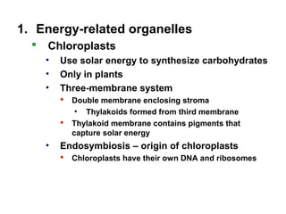 1. Energy-related organelles
 Chloroplasts
• Use solar energy to synthesize carbohydrates
• Only in plants
• Three-membrane system
 Double membrane enclosing stroma
• Thylakoids formed from third membrane
 Thylakoid membrane contains pigments that
capture solar energy
• Endosymbiosis – origin of chloroplasts
 Chloroplasts have their own DNA and ribosomes
 