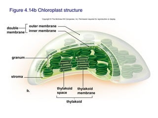 Figure 4.14b Chloroplast structure
Copyright © The McGraw-Hill Companies, Inc. Permission required for reproduction or display.
thylakoid
stroma
granum
outer membrane
inner membrane
b.
double
membrane
thylakoid
membrane
thylakoid
space
 