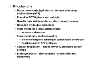  Mitochondria
• Break down carbohydrates to produce adenosine
triphosphate (ATP)
• Found in BOTH plants and animals
• Usually only visible under an electron microscope
• Bounded by double membrane
• Inner membrane folds called cristae
 Increase surface area
• Inner membrane encloses matrix
 Mixture of enzymes assisting in carbohydrate breakdown
 Reactions permit ATP synthesis
• Cellular respiration – needs oxygen, produces carbon
dioxide
• Endosymbiosis – also contains its own DNA and
ribosomes
 