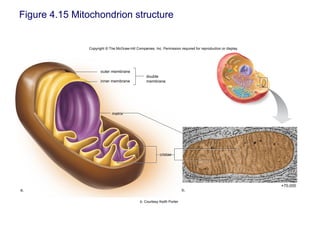 Figure 4.15 Mitochondrion structure
Copyright © The McGraw-Hill Companies, Inc. Permission required for reproduction or display.
cristae
b.
×70,000
a.
outer membrane
inner membrane
matrix
double
membrane
b: Courtesy Keith Porter
 