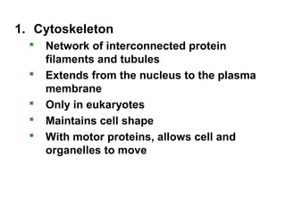 1. Cytoskeleton
 Network of interconnected protein
filaments and tubules
 Extends from the nucleus to the plasma
membrane
 Only in eukaryotes
 Maintains cell shape
 With motor proteins, allows cell and
organelles to move
 