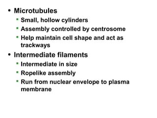 • Microtubules
 Small, hollow cylinders
 Assembly controlled by centrosome
 Help maintain cell shape and act as
trackways
• Intermediate filaments
 Intermediate in size
 Ropelike assembly
 Run from nuclear envelope to plasma
membrane
 