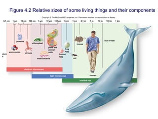 Figure 4.2 Relative sizes of some living things and their components
Copyright © The McGraw-Hill Companies, Inc. Permission required for reproduction or display.
unaided eye
electron microscope
1 km100 m10 m1 m0.1 m1 cm1 mm100 nm10 nm1 nm0.1 nm
mouse
most bacteria
viruses
proteins
amino acids
atom
s
ant
human
blue whale
chloroplast
light microscope
plant and
animal
cells
human
egg
frog
egg
1 µm 10 µm 100 µm
 