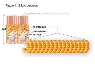 Figure 4.16 Microtubules
Copyright © The McGraw-Hill Companies, Inc. Permission required for reproduction or display.
microtubule
centrosome
nucleus
cell
 