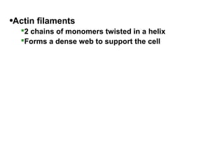 •Actin filaments
2 chains of monomers twisted in a helix
Forms a dense web to support the cell
 