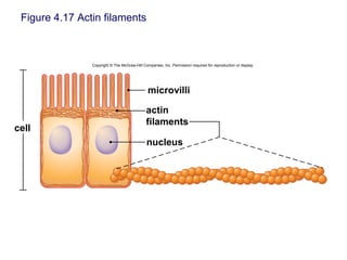 Figure 4.17 Actin filaments
Copyright © The McGraw-Hill Companies, Inc. Permission required for reproduction or display.
microvilli
nucleus
cell
actin
filaments
 
