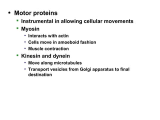 • Motor proteins
 Instrumental in allowing cellular movements
 Myosin
• Interacts with actin
• Cells move in amoeboid fashion
• Muscle contraction
 Kinesin and dynein
• Move along microtubules
• Transport vesicles from Golgi apparatus to final
destination
 