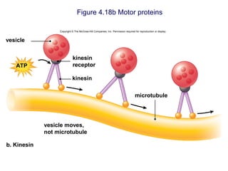 Figure 4.18b Motor proteins
Copyright © The McGraw-Hill Companies, Inc. Permission required for reproduction or display.
microtubule
kinesin
b. Kinesin
kinesin
receptor
vesicle moves,
not microtubule
ATP
vesicle
 