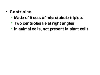 • Centrioles
 Made of 9 sets of microtubule triplets
 Two centrioles lie at right angles
 In animal cells, not present in plant cells
 