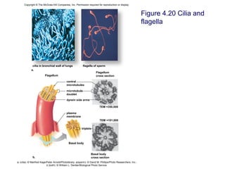 Figure 4.20 Cilia and
flagella
Copyright © The McGraw-Hill Companies, Inc. Permission required for reproduction or display.
b.
Flagellum
triplets
Basal body
dynein side arms
TEM ×101,000
TEM ×350,000
Basal body
cross section
plasma
membrane
central
microtubules
microtubule
doublet
Flagellum
cross section
a.
cilia in bronchial wall of lungs flagella of sperm
a; (cilia): © Manfred Kage/Peter Arnold/Photolibrary; a(sperm): © David M. Phillips/Photo Researchers, Inc.;
b (both): © William L. Dentler/Biological Photo Service
 