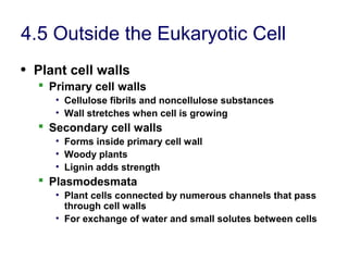 4.5 Outside the Eukaryotic Cell
• Plant cell walls
 Primary cell walls
• Cellulose fibrils and noncellulose substances
• Wall stretches when cell is growing
 Secondary cell walls
• Forms inside primary cell wall
• Woody plants
• Lignin adds strength
 Plasmodesmata
• Plant cells connected by numerous channels that pass
through cell walls
• For exchange of water and small solutes between cells
 