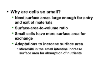 • Why are cells so small?
 Need surface areas large enough for entry
and exit of materials
 Surface-area-to-volume ratio
 Small cells have more surface area for
exchange
 Adaptations to increase surface area
• Microvilli in the small intestine increase
surface area for absorption of nutrients
 