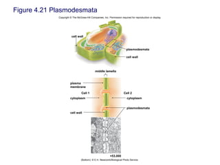 Figure 4.21 Plasmodesmata
Copyright © The McGraw-Hill Companies, Inc. Permission required for reproduction or display.
cell wall
plasmodesmata
cell wall
Cell 1 Cell 2
cell wall
cytoplasm cytoplasm
middle lamella
plasmodesmata
×53,000
plasma
membrane
(Bottom): © E.H. Newcomb/Biological Photo Service
 