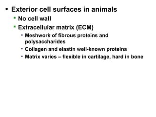 • Exterior cell surfaces in animals
 No cell wall
 Extracellular matrix (ECM)
• Meshwork of fibrous proteins and
polysaccharides
• Collagen and elastin well-known proteins
• Matrix varies – flexible in cartilage, hard in bone
 