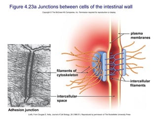 Figure 4.23a Junctions between cells of the intestinal wall
(Left); From Douglas E. Kelly, Journal of Cell Biology, 28 (1966:51). Reproduced by permission of The Rockefeller University Press
Adhesion junction
plasma
membranes
filaments of
cytoskeleton
intercellular
space
intercellular
filaments
Copyright © The McGraw-Hill Companies, Inc. Permission required for reproduction or display.
 