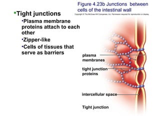 Tight junctions
•Plasma membrane
proteins attach to each
other
•Zipper-like
•Cells of tissues that
serve as barriers
Figure 4.23b Junctions between
cells of the intestinal wall
Copyright © The McGraw-Hill Companies, Inc. Permission required for reproduction or display.
intercellular space
plasma
membranes
tight junction
proteins
Tight junction
 