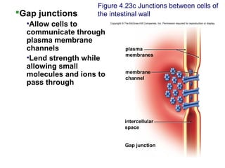 Gap junctions
•Allow cells to
communicate through
plasma membrane
channels
•Lend strength while
allowing small
molecules and ions to
pass through
Figure 4.23c Junctions between cells of
the intestinal wall
Gap junction
plasma
membranes
membrane
channel
intercellular
space
Copyright © The McGraw-Hill Companies, Inc. Permission required for reproduction or display.
 