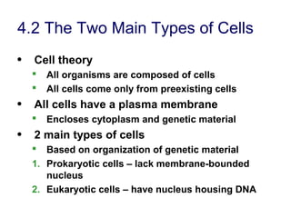 4.2 The Two Main Types of Cells
• Cell theory
 All organisms are composed of cells
 All cells come only from preexisting cells
• All cells have a plasma membrane
 Encloses cytoplasm and genetic material
• 2 main types of cells
 Based on organization of genetic material
1. Prokaryotic cells – lack membrane-bounded
nucleus
2. Eukaryotic cells – have nucleus housing DNA
 