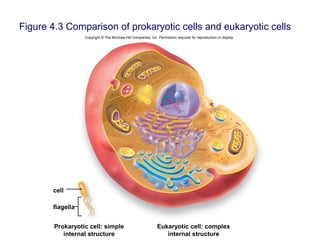 Figure 4.3 Comparison of prokaryotic cells and eukaryotic cells
Copyright © The McGraw-Hill Companies, Inc. Permission required for reproduction or display.
Prokaryotic cell: simple
internal structure
Eukaryotic cell: complex
internal structure
cell
flagella
 