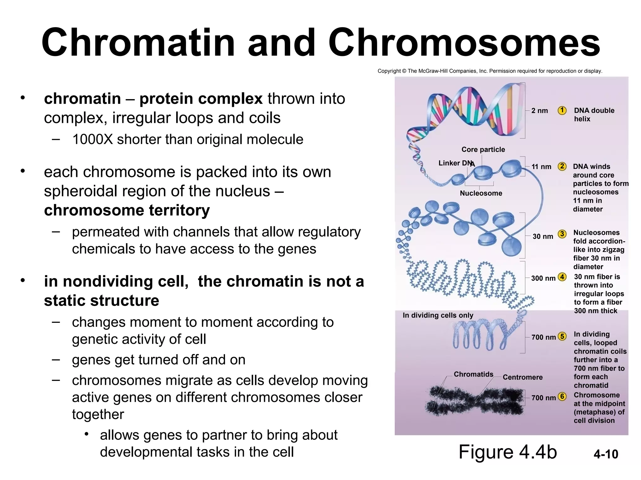 4-10
Chromatin and Chromosomes
• chromatin – protein complex thrown into
complex, irregular loops and coils
– 1000X shorter than original molecule
• each chromosome is packed into its own
spheroidal region of the nucleus –
chromosome territory
– permeated with channels that allow regulatory
chemicals to have access to the genes
• in nondividing cell, the chromatin is not a
static structure
– changes moment to moment according to
genetic activity of cell
– genes get turned off and on
– chromosomes migrate as cells develop moving
active genes on different chromosomes closer
together
• allows genes to partner to bring about
developmental tasks in the cell Figure 4.4b
2 nm
11 nm
Nucleosome
Linker DNA
300 nm
30 nm
700 nm
700 nm
Core particle
In dividing cells only
Chromatids Centromere
1
2
3
4
5
6
30 nm fiber is
thrown into
irregular loops
to form a fiber
300 nm thick
Nucleosomes
fold accordion-
like into zigzag
fiber 30 nm in
diameter
DNA winds
around core
particles to form
nucleosomes
11 nm in
diameter
DNA double
helix
In dividing
cells, looped
chromatin coils
further into a
700 nm fiber to
form each
chromatid
Chromosome
at the midpoint
(metaphase) of
cell division
Copyright © The McGraw-Hill Companies, Inc. Permission required for reproduction or display.
 
