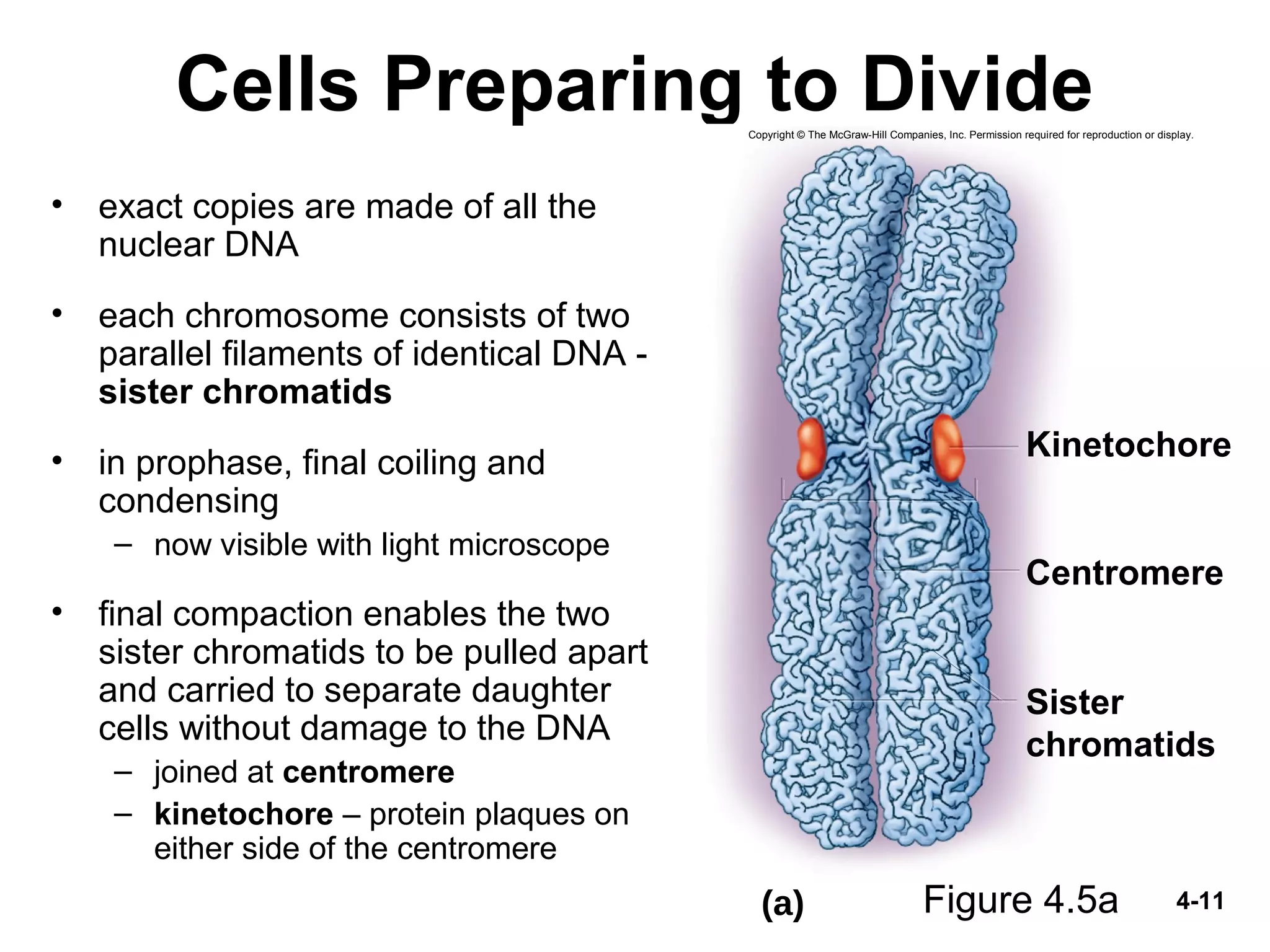 4-11
Cells Preparing to Divide
• exact copies are made of all the
nuclear DNA
• each chromosome consists of two
parallel filaments of identical DNA -
sister chromatids
• in prophase, final coiling and
condensing
– now visible with light microscope
• final compaction enables the two
sister chromatids to be pulled apart
and carried to separate daughter
cells without damage to the DNA
– joined at centromere
– kinetochore – protein plaques on
either side of the centromere
Figure 4.5a(a)
Centromere
Kinetochore
Sister
chromatids
Copyright © The McGraw-Hill Companies, Inc. Permission required for reproduction or display.
 