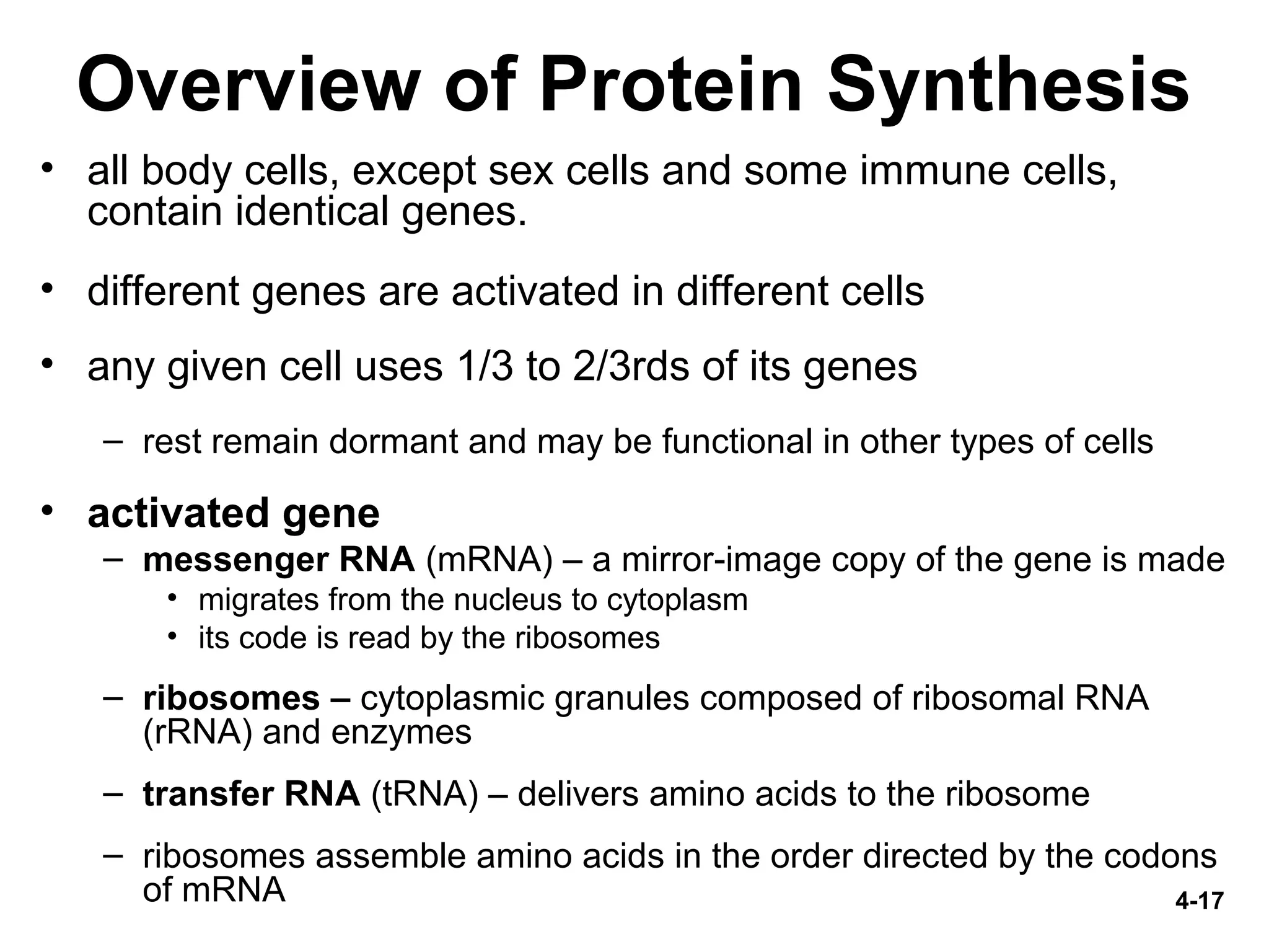 4-17
Overview of Protein Synthesis
• all body cells, except sex cells and some immune cells,
contain identical genes.
• different genes are activated in different cells
• any given cell uses 1/3 to 2/3rds of its genes
– rest remain dormant and may be functional in other types of cells
• activated gene
– messenger RNA (mRNA) – a mirror-image copy of the gene is made
• migrates from the nucleus to cytoplasm
• its code is read by the ribosomes
– ribosomes – cytoplasmic granules composed of ribosomal RNA
(rRNA) and enzymes
– transfer RNA (tRNA) – delivers amino acids to the ribosome
– ribosomes assemble amino acids in the order directed by the codons
of mRNA
 