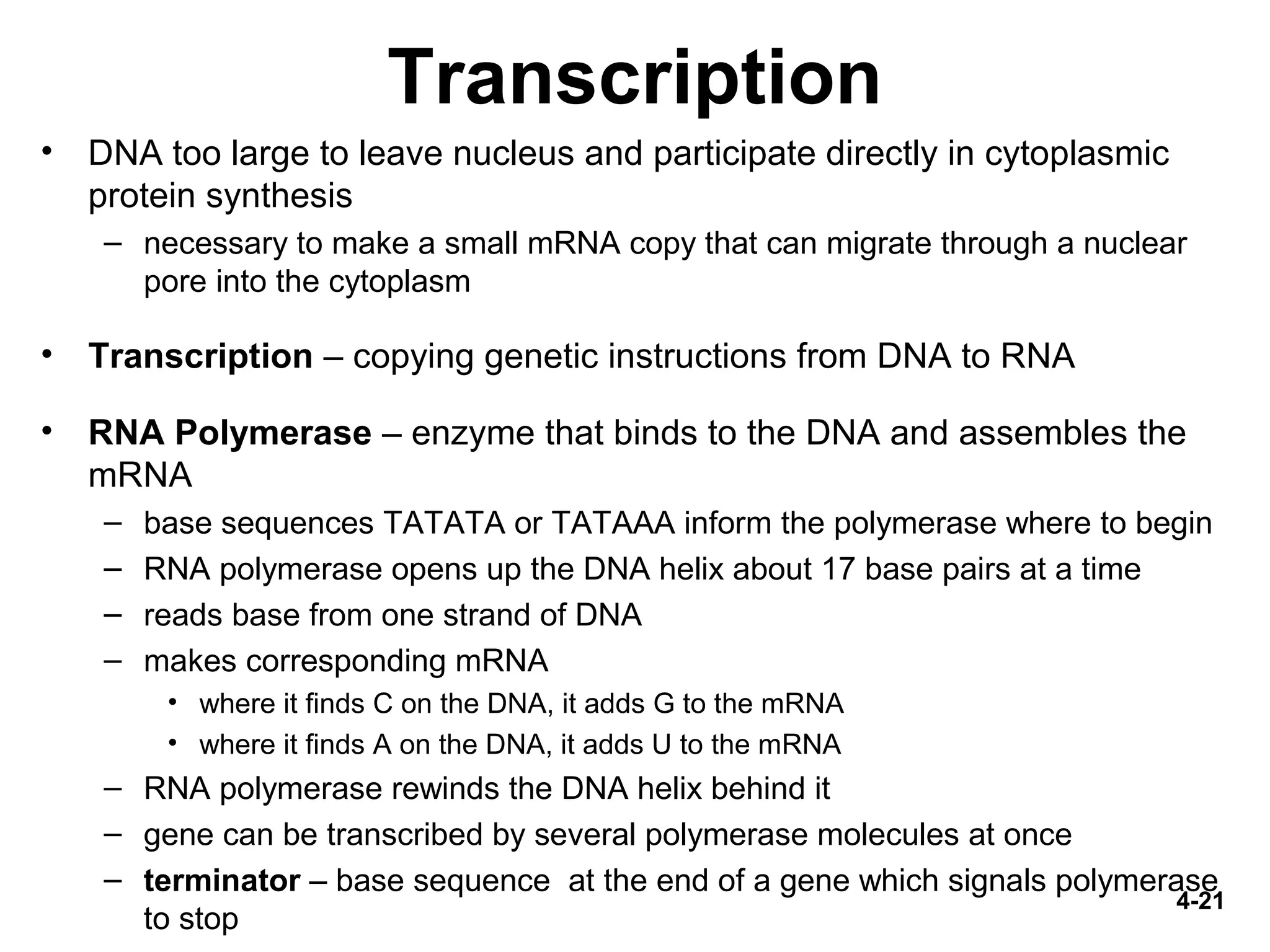 4-21
Transcription
• DNA too large to leave nucleus and participate directly in cytoplasmic
protein synthesis
– necessary to make a small mRNA copy that can migrate through a nuclear
pore into the cytoplasm
• Transcription – copying genetic instructions from DNA to RNA
• RNA Polymerase – enzyme that binds to the DNA and assembles the
mRNA
– base sequences TATATA or TATAAA inform the polymerase where to begin
– RNA polymerase opens up the DNA helix about 17 base pairs at a time
– reads base from one strand of DNA
– makes corresponding mRNA
• where it finds C on the DNA, it adds G to the mRNA
• where it finds A on the DNA, it adds U to the mRNA
– RNA polymerase rewinds the DNA helix behind it
– gene can be transcribed by several polymerase molecules at once
– terminator – base sequence at the end of a gene which signals polymerase
to stop
 